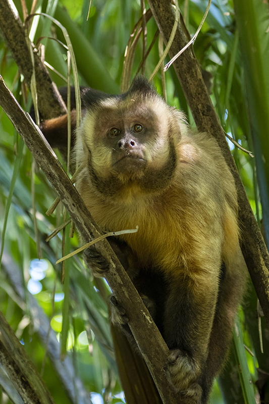 Bonito - Photo by Hudson Garcia (5)